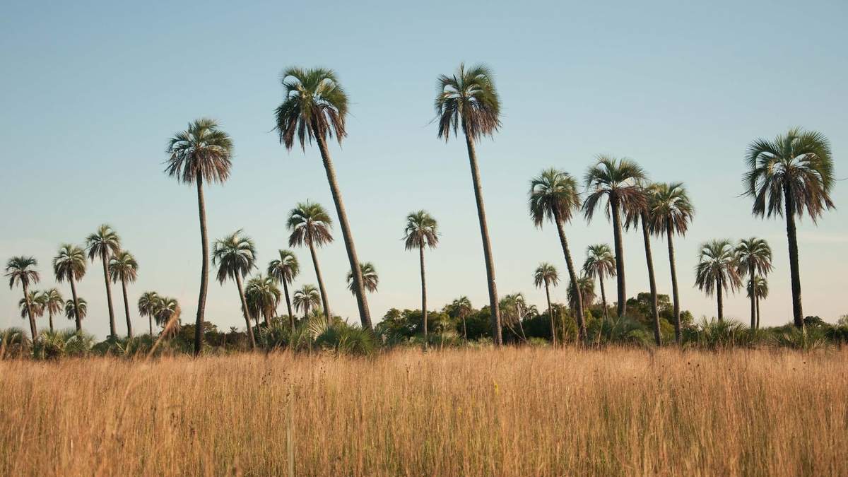 Una de las más grandes reservas naturales del Litoral. Fuente: (Instagram)