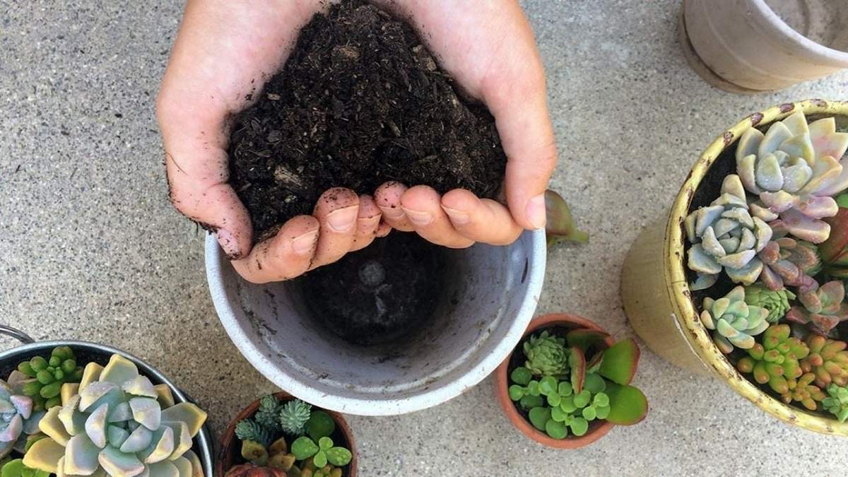 Abono para tus suculentas. Fuente: (Instagram)