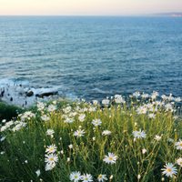 La planta que da hermosas flores pero que puede representar un problema para las otras del jardín