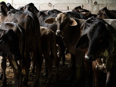 Ante promesa incumplida del gobierno de Sheinbaum, ganaderos apuestan por engorda bovina