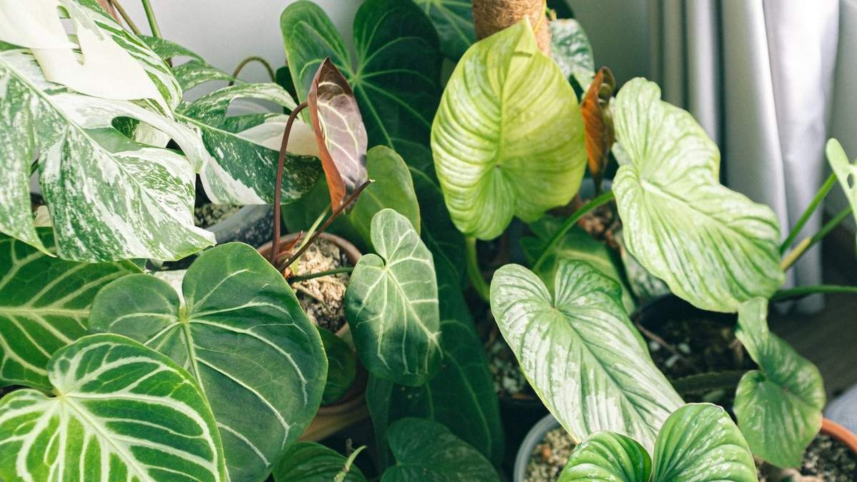 Plantas. Fuente: (Instagram)