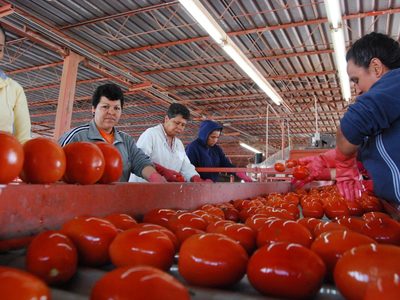 México acusa a EU de motivación política tras el arancel de 17.09% al jitomate