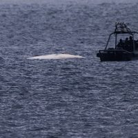 Hong Kong promete medidas tras muerte de ballena