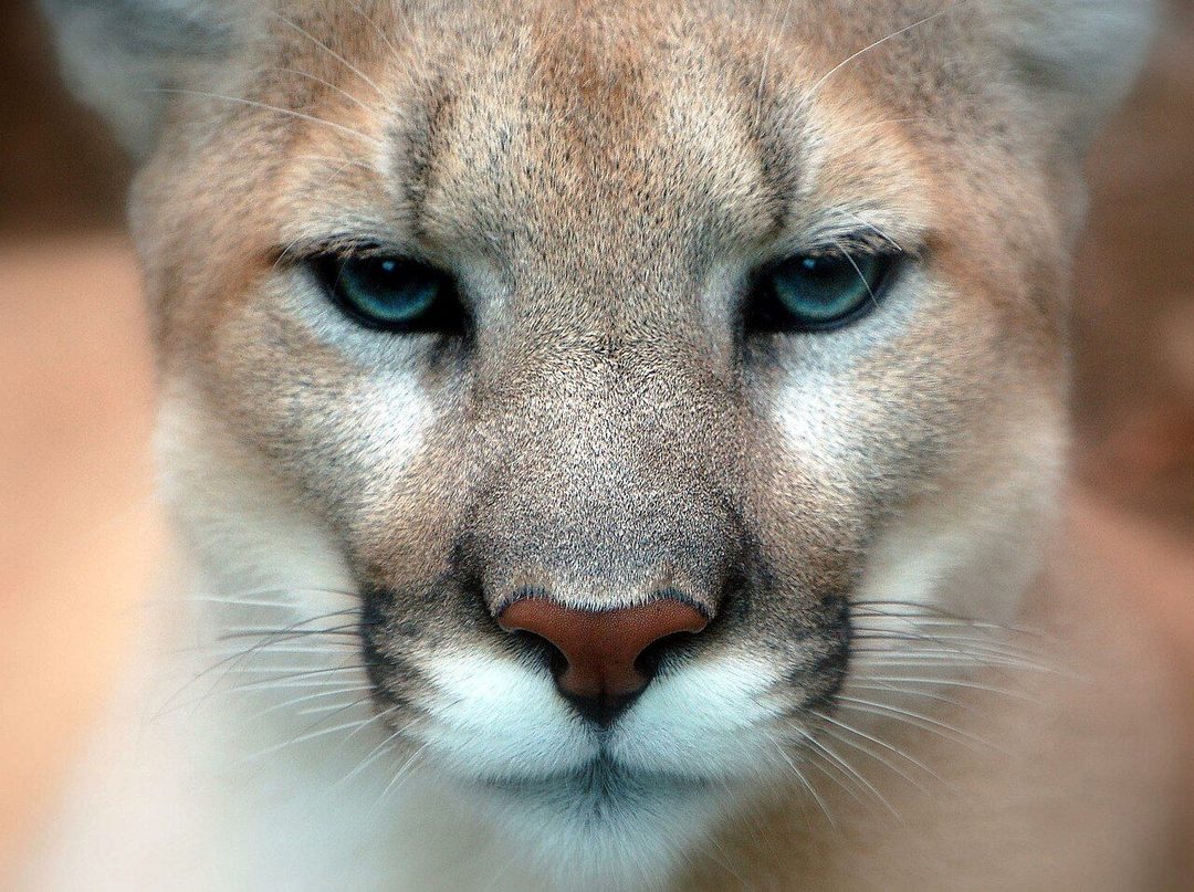Puma Foto wikipedia