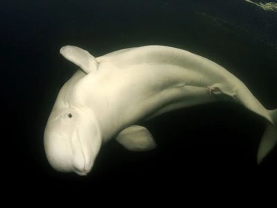 Apareció una beluga en el río Sena cerca de París: intentan rescatarla y guiarla de vuelta al mar