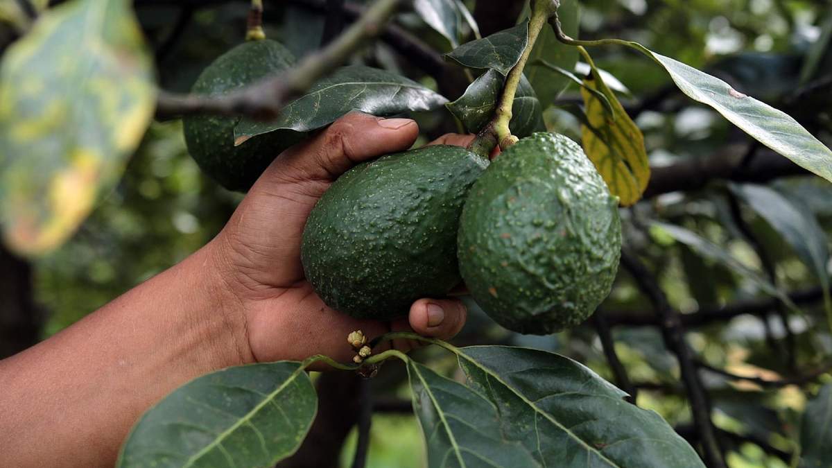 Producción de aguacate en México