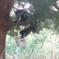 Ola de calor provoca la muerte de decenas de monos aulladores en Tabasco (Videos)