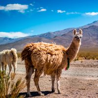 Investigan un anticuerpo producido por las llamas que podría combatir al coronavirus
