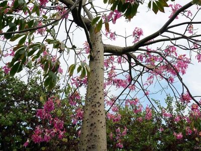 Nadie lo aprovecha y tiene muchos usos: el tesoro escondido en uno de los árboles más populares