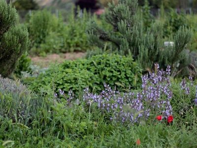 Especias del Alto Valle para aromatizar