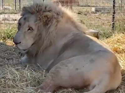 Revelan maltrato y abuso contra felinos en la fundación Black Jaguar-White Tiger en el Ajusco