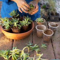 Multiplicá tus plantas sin esfuerzo: el truco que los jardineros guardan en secreto