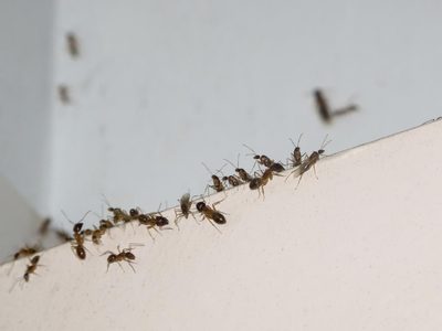 Sin químicos y sin gastar todo tu sueldo: así vas a eliminar los insectos que invaden tu casa en verano e invierno