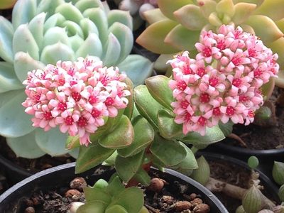 Crassula springtime: la suculenta glamorosa que explota de flores rosas y que vas a querer tener