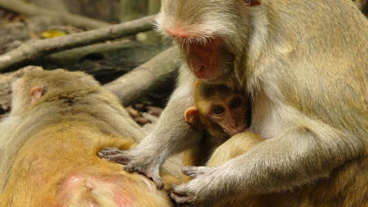 Monos