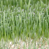 No tires el pasto que cortás en tu jardín: aprovechalo para un increíble uso en tus plantas y flores