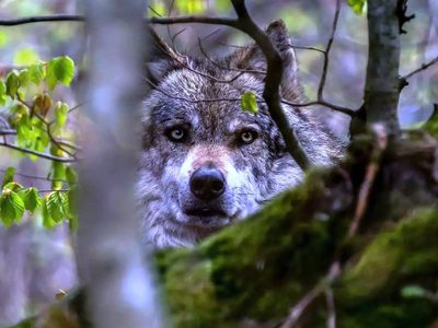Efemérides: cada 3 de marzo se honra mundialmente la vida silvestre