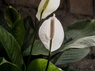 El secreto de los jardineros para rescatar tu planta Lirio de la paz o Espatifilo si tiene las raíces podridas
