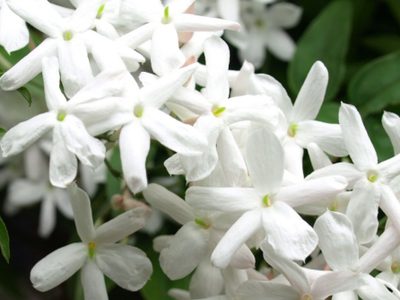 Lo que ocultan los jardineros: el truco para reproducir tu propia planta Jazmín de leche en 5 simples pasos