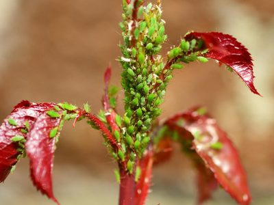¡Adiós pulgones! recetas efectivas para liberar tu jardín