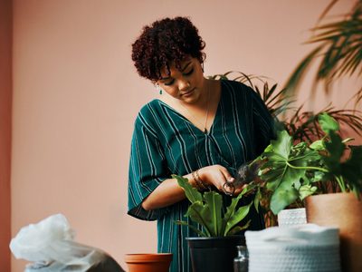 Se riegan con likes: conocé las plantas que no paran de crecer en Instagram