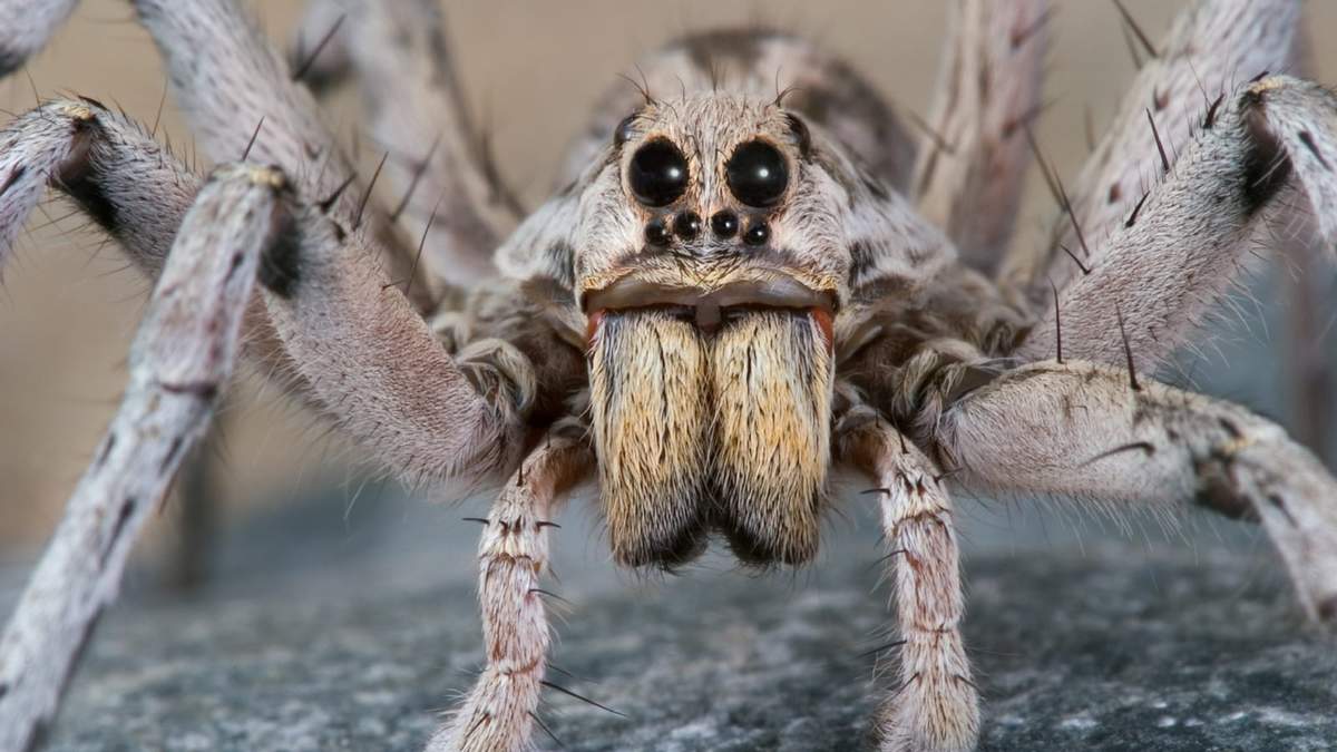 Imagen ilustrativa de una araña lobo, típica de Australia. Fuente: (Twitter)