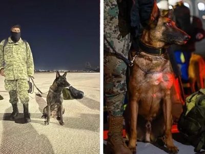 Proteo, uno de los perros rescatistas de la Sedena murió en Turquía