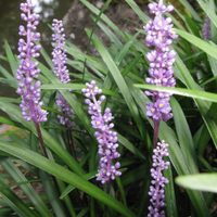 Las hermosas plantas que aman estar en sombra permanente y son perfectas para espacios del jardín con poca luz