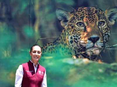 “Es falso que los animales no tengan suficiente comida” en zoológicos de la CDMX: Sheinbaum