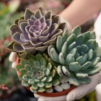 El secreto para que el frío no afecte a tus suculentas en este invierno