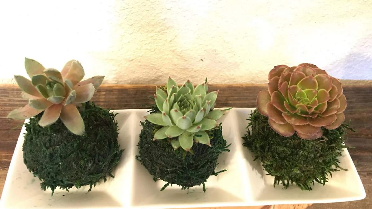 Kokedama. Fuente: (X)