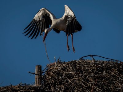 El cambio climático impulsa la dieta basura de las cigüeñas