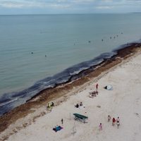El sargazo disminuye en el Golfo de México y el Caribe
