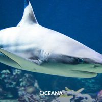 Exigen a México y EU cumplir sus compromisos del T-MEC para proteger los océanos