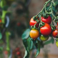 Cómo hacer que tu planta de tomate no muera en primavera y coseches kilos de tomate este verano