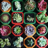 No tires las botellas de leche: transformalas en hermosas macetas de interior para tus suculentas