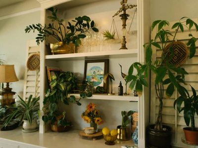 5 plantas perfectas para tu hogar: quitan la humedad y le dan un toque de estilo a cualquier rincón