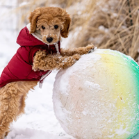 Consejos claves para proteger a tu mascota del frío en esta temporada de otoño invierno