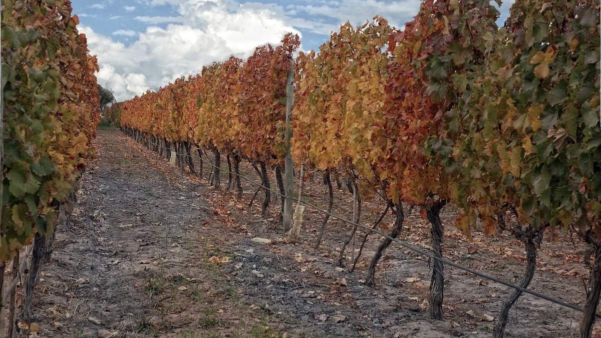Otoño en Mendoza