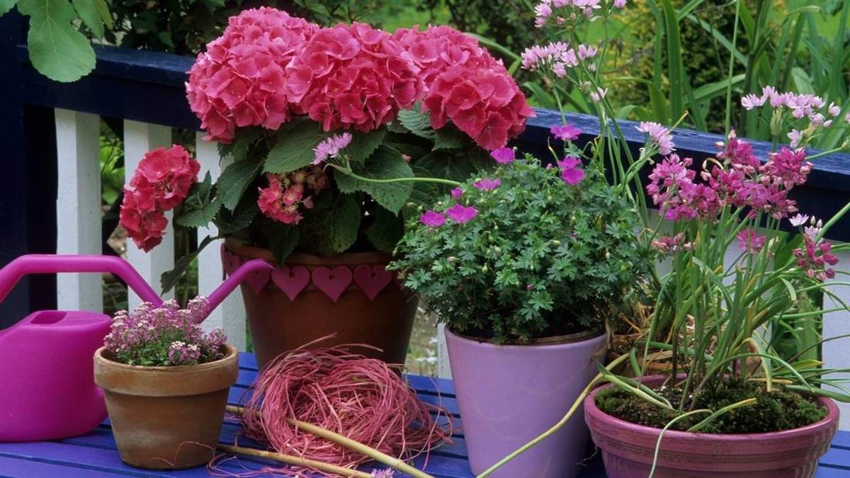Plantas. Fuente: (X)
