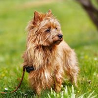 Silky terrier australiano: curiosidades del pequeño perro guardián ideal para casas con poco espacio