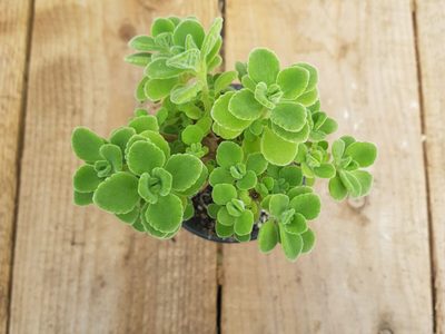 La hermosa suculenta de poderoso aroma que necesitás este invierno para limpiar tus vías respiratorias y combatir el resfrío.