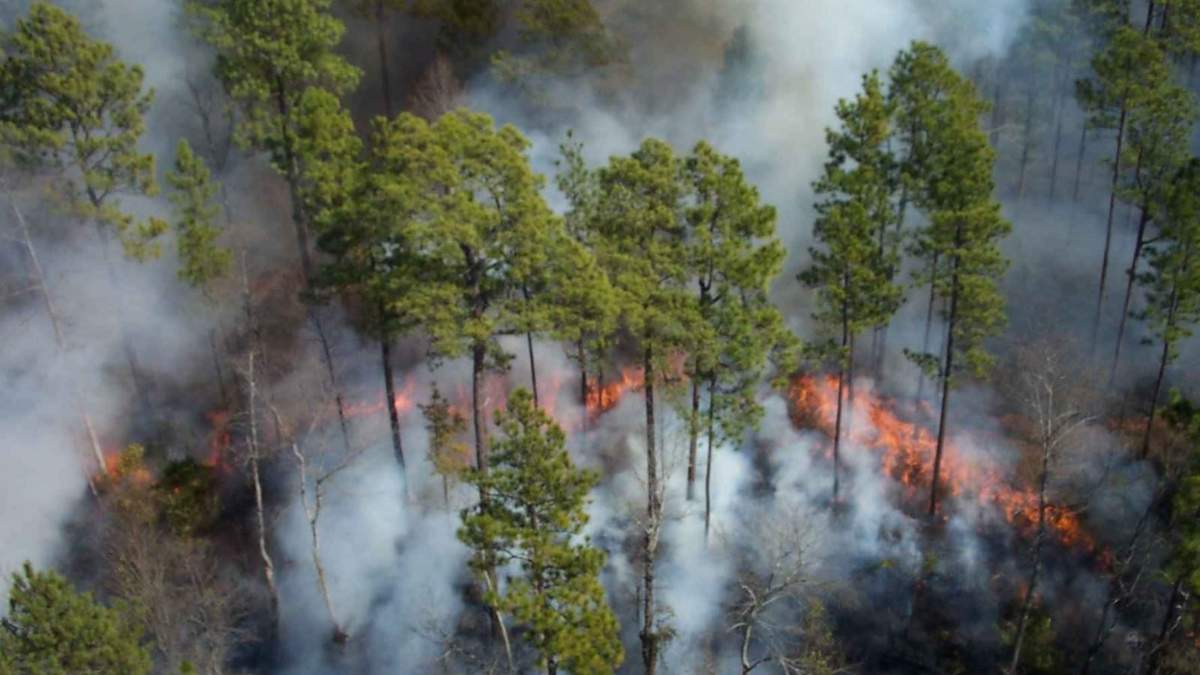 Incendios forestales en Corrientes. Fuente: (Twitter)