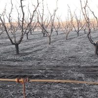 Emergencia agropecuaria: qué provincias fueron alcanzadas por la medida del Gobierno y qué zonas incluye