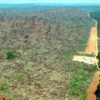 México, en la ruta de la madera ilegal de la Amazonía peruana