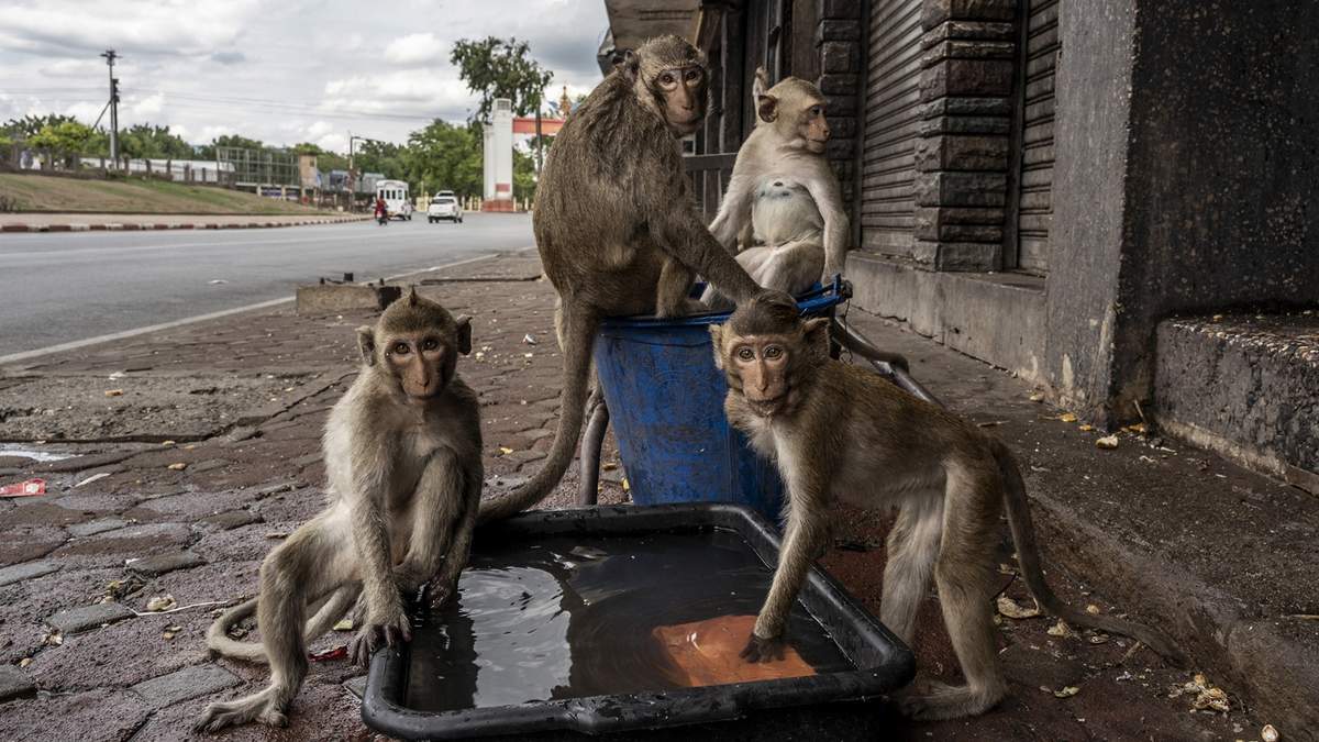 Los monos se apoderaron de la ciudad. Fuente: (Twitter)