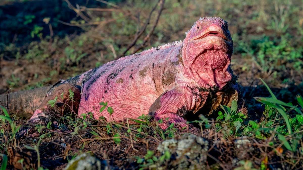 Iguana terrestre rosada. Fuente: (Twitter)