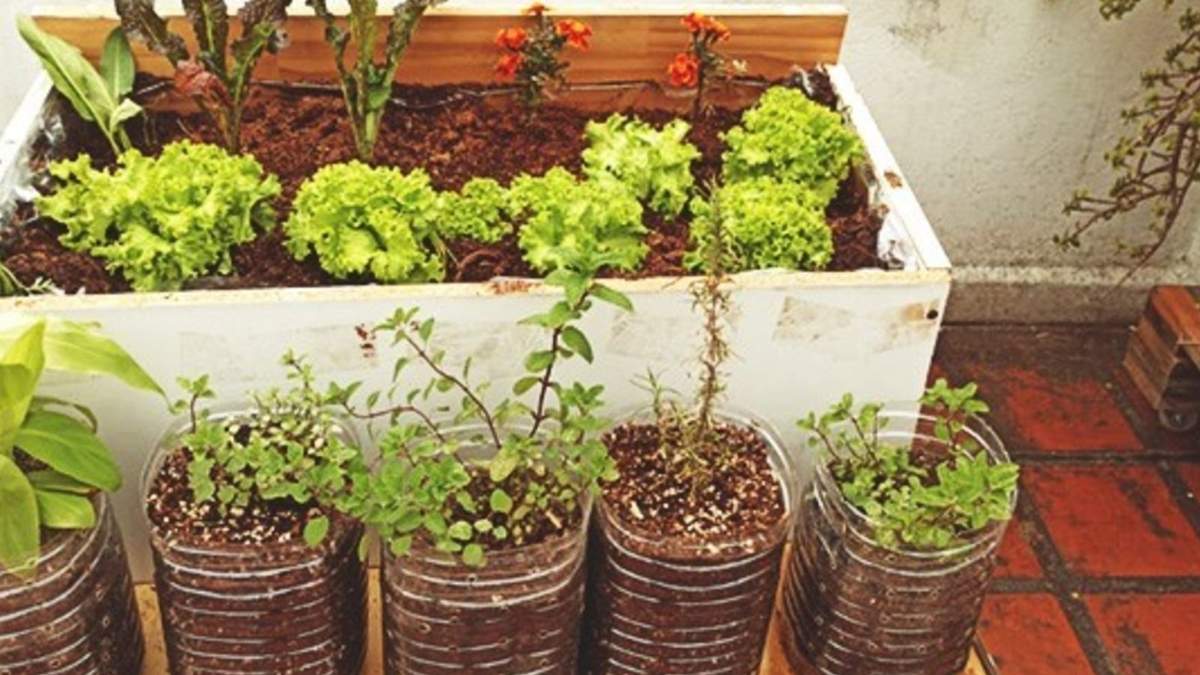 Plantas. Fuente: (Instagram)