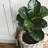 La planta de hojas gigantes que es tendencia en deco: cómo reproducirla sin gastar un centavo