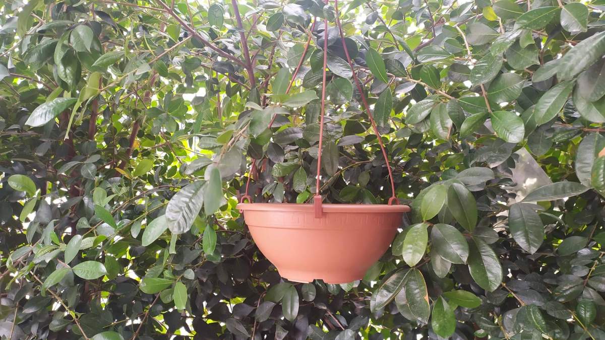 Plantas. Fuente: (Instagram)